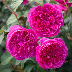 Rožė - Rosa JAMES L. AUSTIN ®
