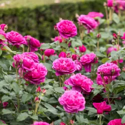 Rožė - Rosa JAMES L. AUSTIN ®