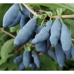 Valgomasis sausmedis - Lonicera kamtschatica REGINA