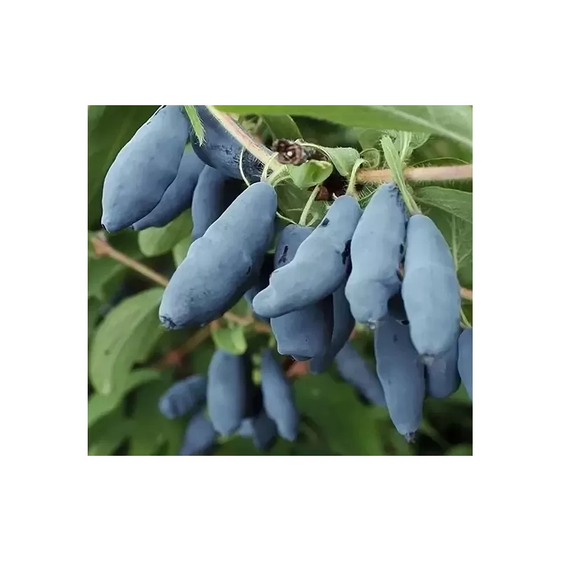 Medžiai ir krūmai internetu su pristatymu į namus visoje Lietuvoje