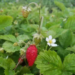 Žemuogė (remontantinė) - Fragaria vesca ALEXANDRIA