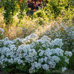 Rožių sodinukai internetu - Kew Gardens (Ausfence)