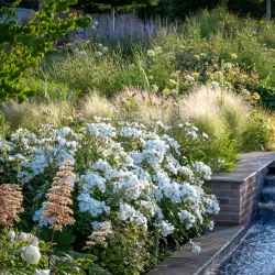 Rožių sodinukai internetu - Kew Gardens (Ausfence)