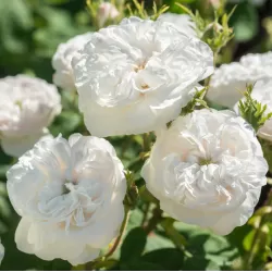 Rosa MME HARDY ®