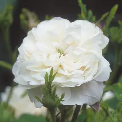Rožė - Rosa MME HARDY ®