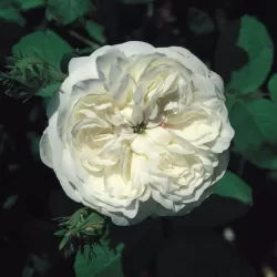 Rosa MME HARDY ®