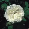Rosa MME HARDY ®