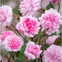 Rosa MARY DELANY ®