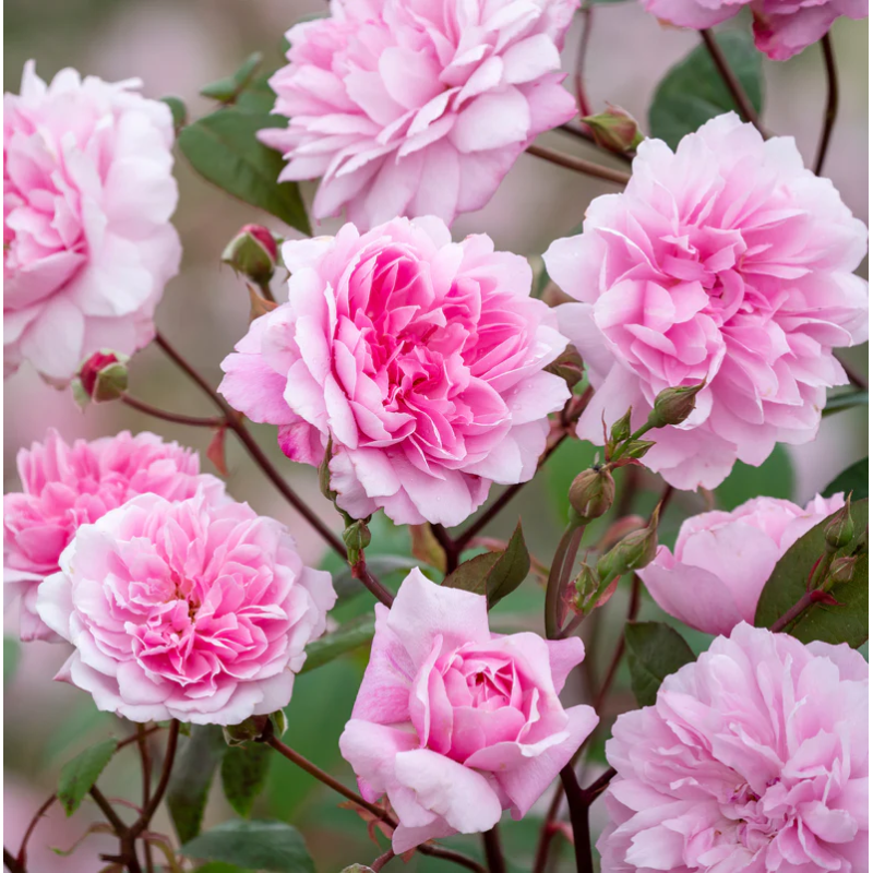 Rože - Rosa MARY DELANY ®