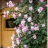 Rosa MARY DELANY ®