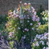 Rosa MARY DELANY ®