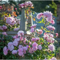 Rože - Rosa MARY DELANY ®