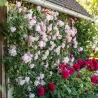 Rosa MARY DELANY ®
