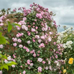 Rosa MARY DELANY ®