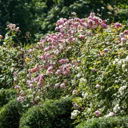 Rosa MARY DELANY ®