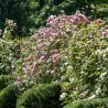 Rosa MARY DELANY ®