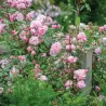 Rože - Rosa MARY DELANY ®