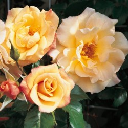 Rože - Rosa MOONLIGHT ®