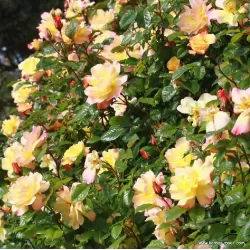 Rože - Rosa MOONLIGHT ®