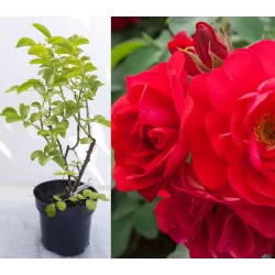 Rožių sodinukai internetu - Hansaland (Korhassi)