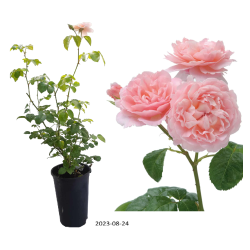 Rožė - Rosa STRAWBERRY HILL ®
