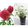 Rožė - Rosa LADY OF MEGGINCH ®