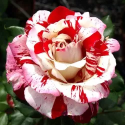 Rosa ROCK & ROLL ®