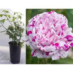 Rosa VARIEGATA DI BOLOGNA