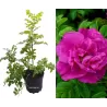 Rožė - Rosa ANGELIA