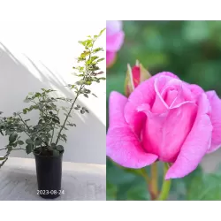 Rožė - Rosa OUR LAST SUMMER