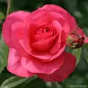 Rože - Rosa ROSANNA ®