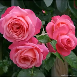 Rože - Rosa ROSANNA ®