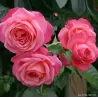 Rože - Rosa ROSANNA ®