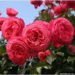 Rože - Rosa ROSANNA ®