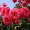 Rože - Rosa ROSANNA ®