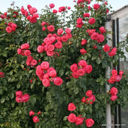 Rože - Rosa ROSANNA ®