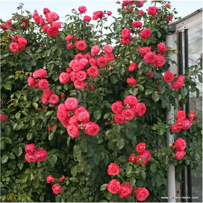 Rože - Rosa ROSANNA ®