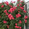 Rože - Rosa ROSANNA ®