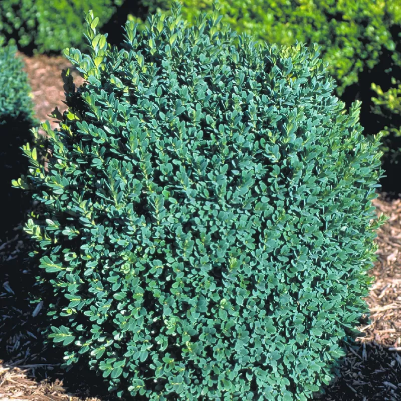 Paprastasis buksmedis - Buxus sempervirens BLAUER HEINZ
