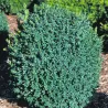 Paprastasis buksmedis - Buxus sempervirens BLAUER HEINZ