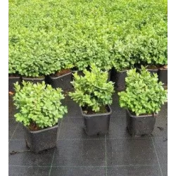 Buxus sempervirens BLAUER HEINZ