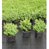 Paprastasis buksmedis - Buxus sempervirens BLAUER HEINZ