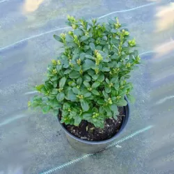 Paprastasis buksmedis - Buxus sempervirens BLAUER HEINZ