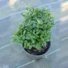 Paprastasis buksmedis - Buxus sempervirens BLAUER HEINZ