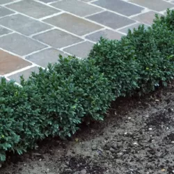 Paprastasis buksmedis - Buxus sempervirens BLAUER HEINZ