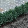 Paprastasis buksmedis - Buxus sempervirens BLAUER HEINZ