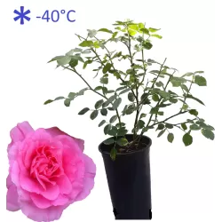 Rosa MORDEN CENTENNIAL