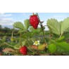 Wild Strawberry - Fragaria vesca ALEXANDRIA