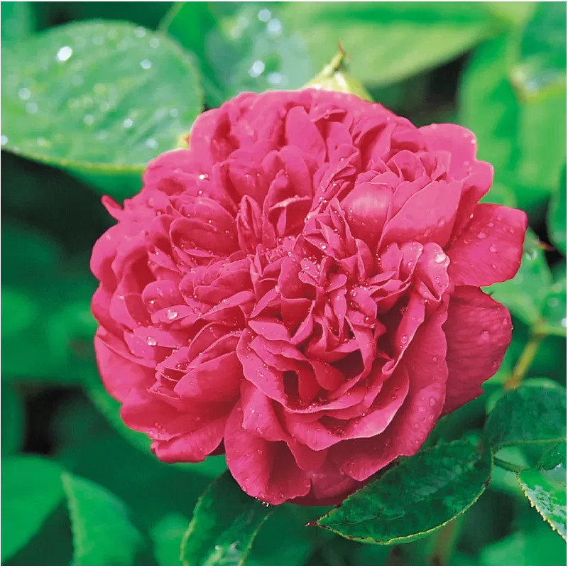 Rožių krūmai internetu su pristatymu į namus