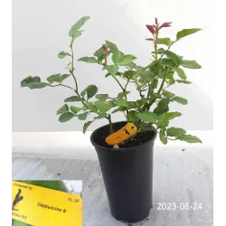 Rožė - Rosa CAPPUCCINO ®